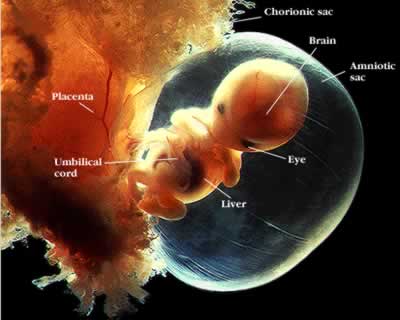 Placenta And Umbilical Cord