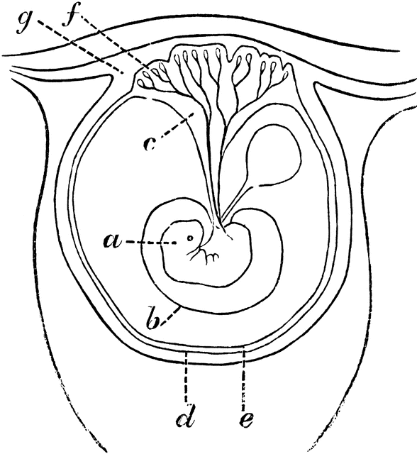 Placenta Diagram