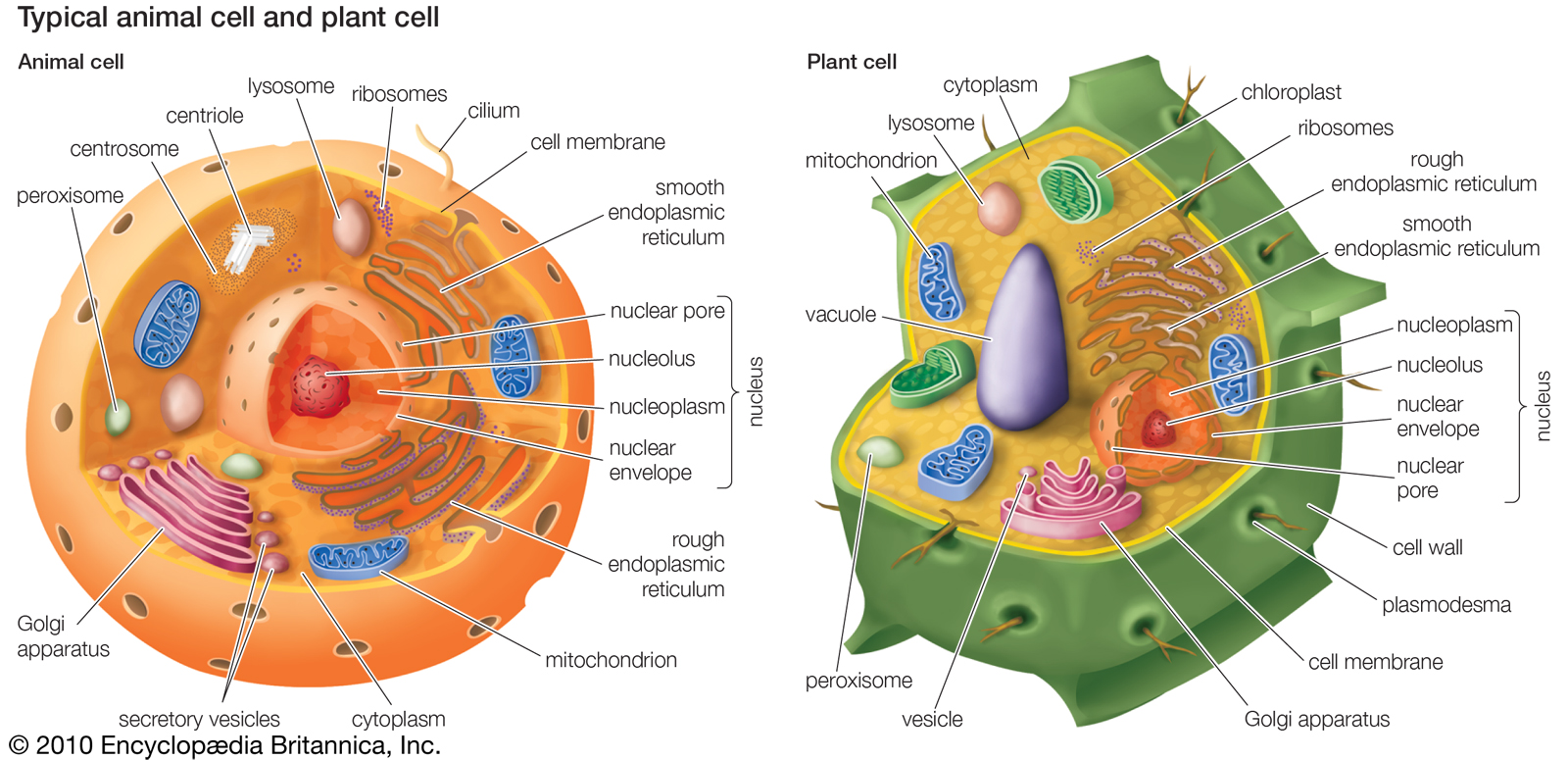 Plant Cell And Animal Cell