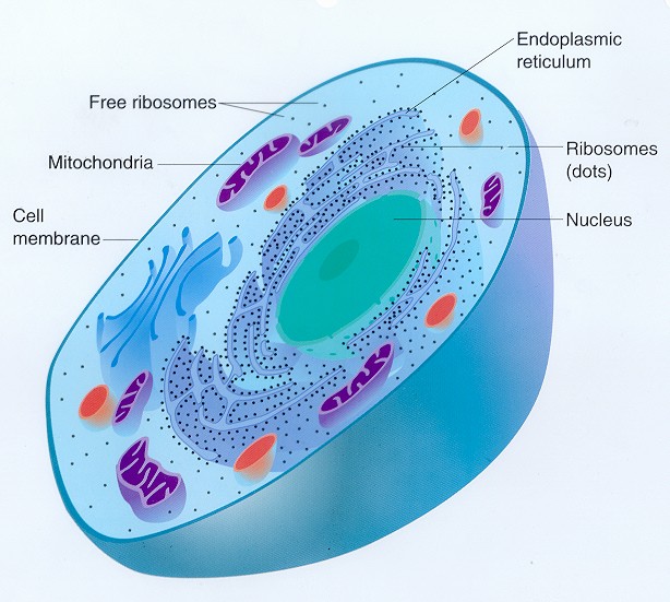 Plant Cell And Animal Cell