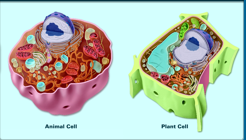 Plant Cell And Animal Cell