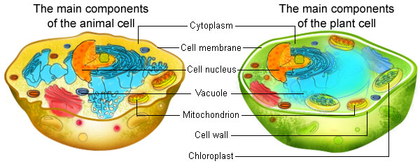 Plant Cell And Animal Cell