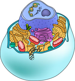 Plant Cell And Animal Cell Parts