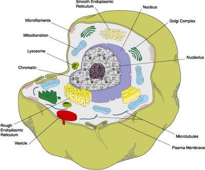 Plant Cell And Animal Cell Structure And Function