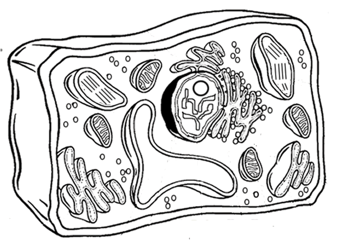 Plant Cell And Animal Cell Structure And Function