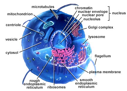 Plant Cell And Animal Cell Structure And Function