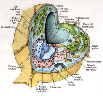 Plant Cell Diagram