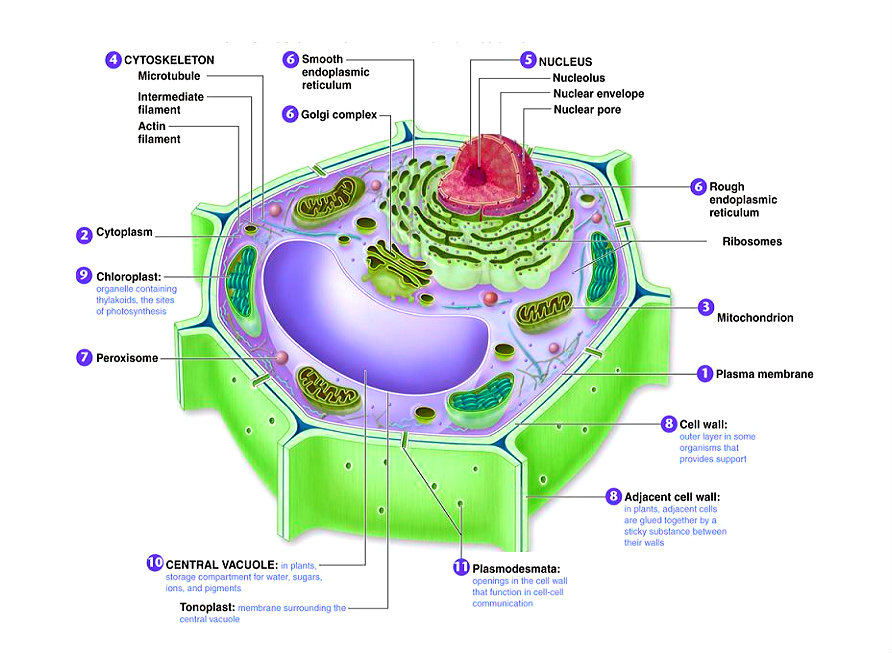 Plant Cell Diagram