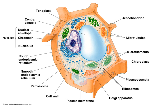 Plant Cell Diagram