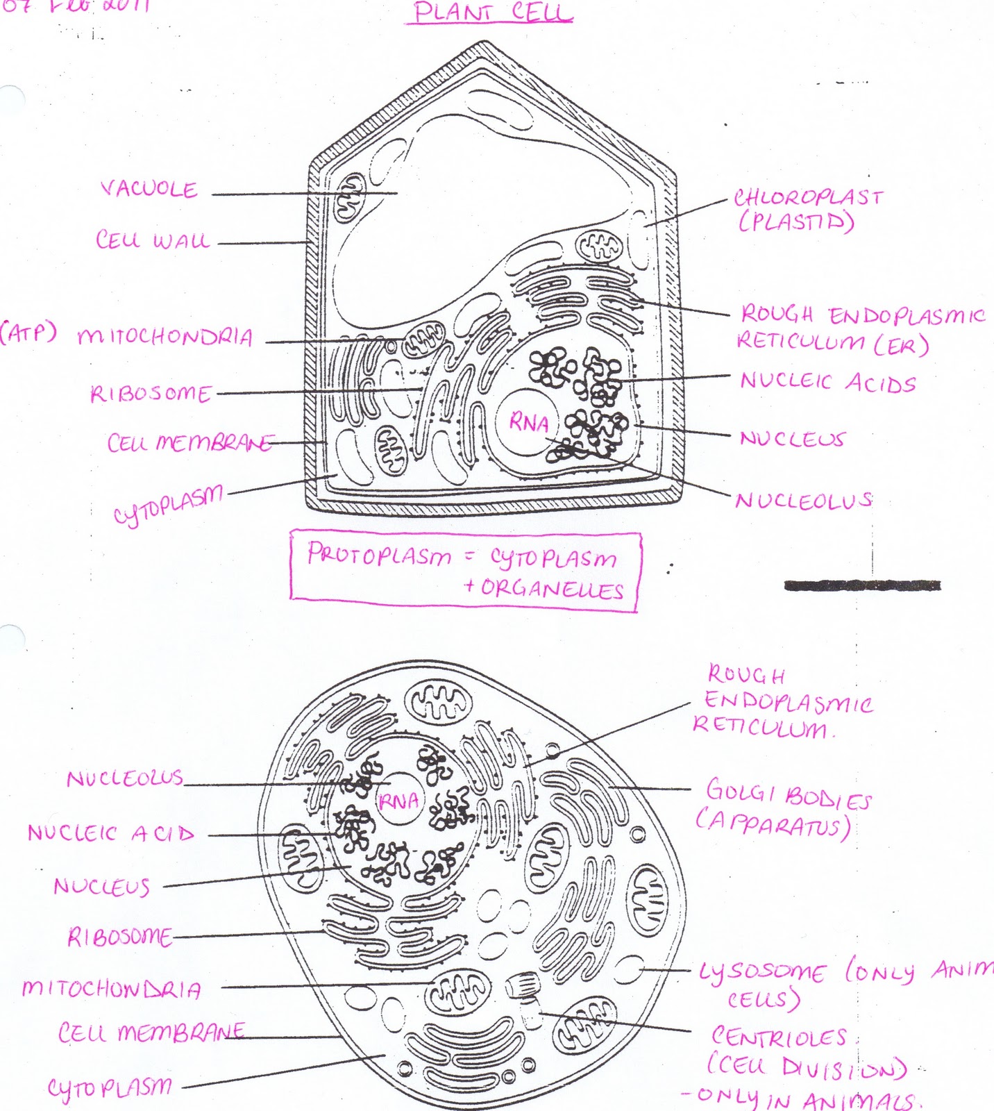 Plant Cell Diagram With Labels