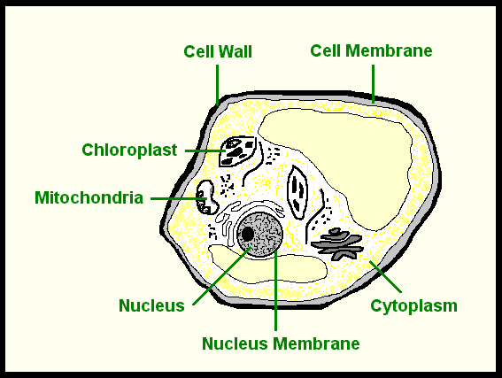 Plant Cell Diagram With Labels