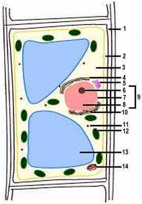 Plant Cell Diagram With Labels