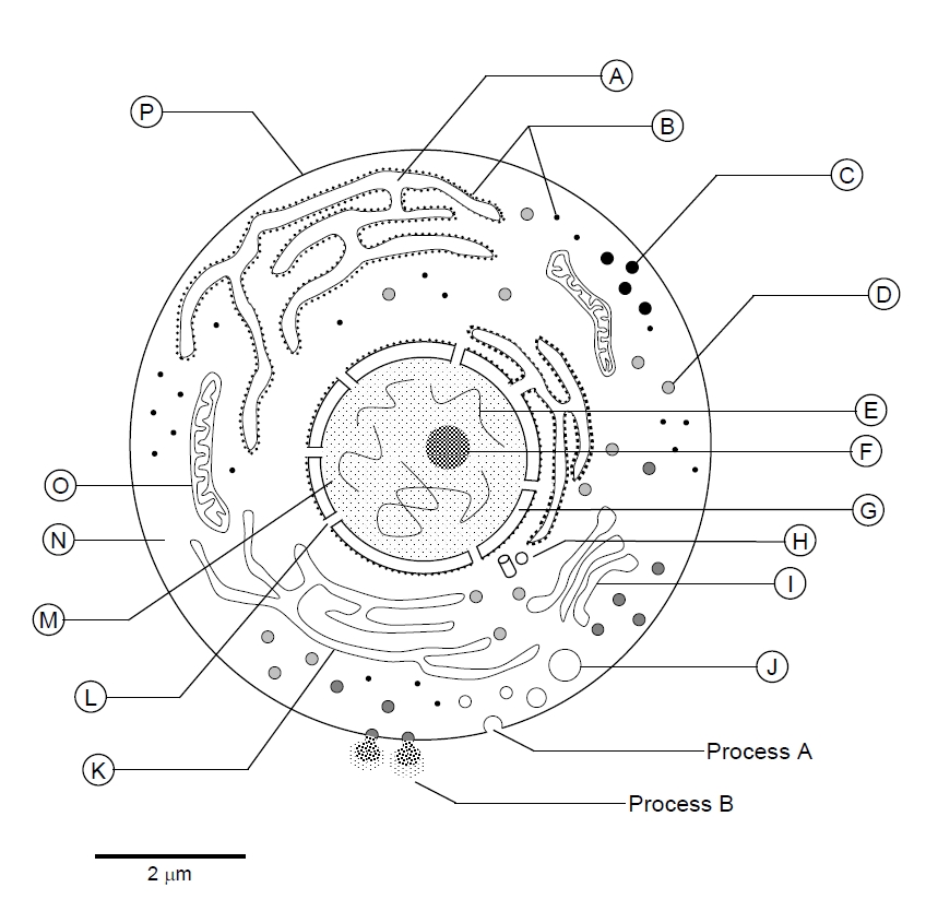 Plant Cell Diagram Worksheet