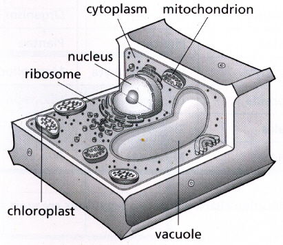 Plant Cell Diagram Worksheet