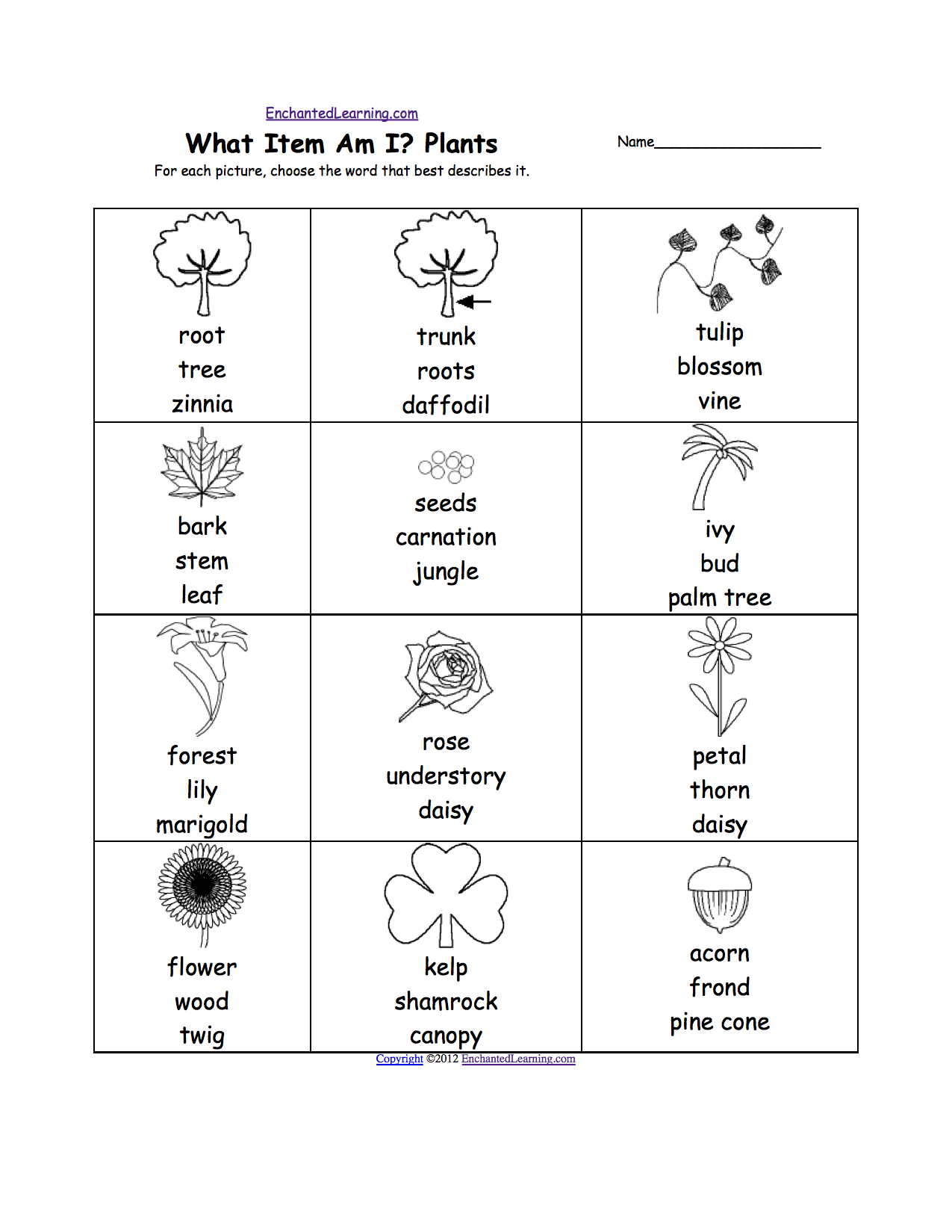 Plant Cell Diagram Worksheet