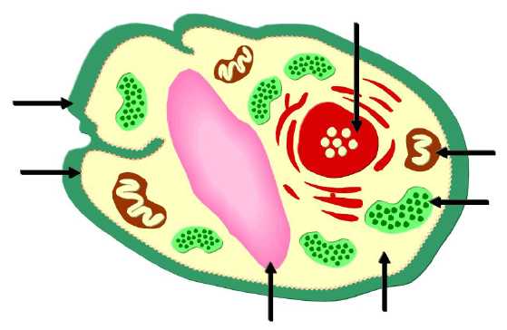 Plant Cell Diagram Worksheet