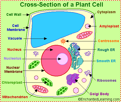 Plant Cell Diagram Worksheet