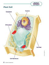 Plant Cell Diagram Worksheet For Kids