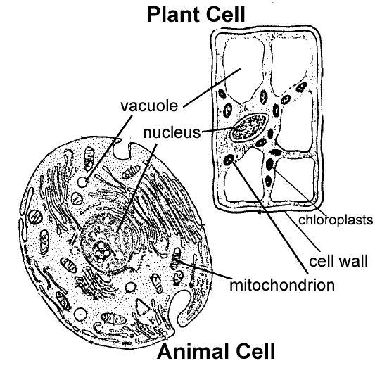 Plant Cell Diagram Worksheet For Kids