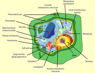 Plant Cell Labeled