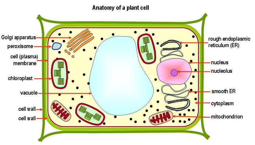 Plant Cell Labeled