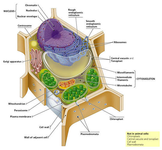 Plant Cell Labeled