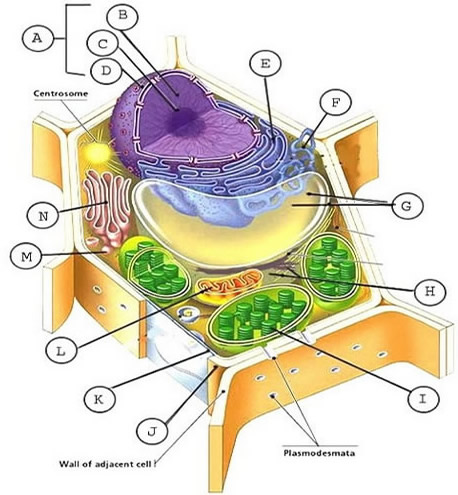 Plant Cell Labeled