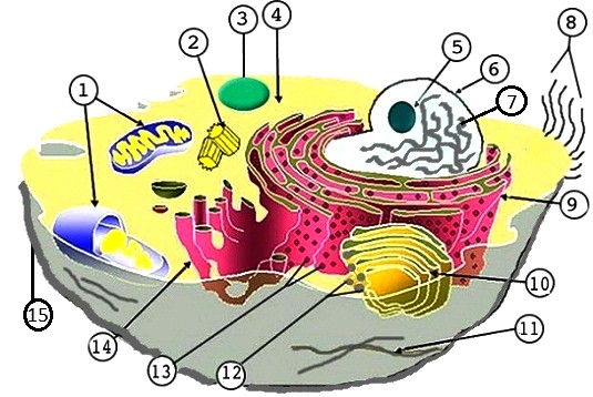 Plant Cell Labeled