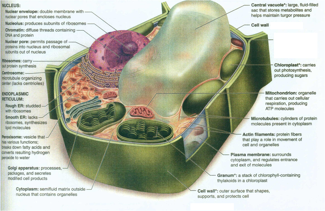 Plant Cell Labeled