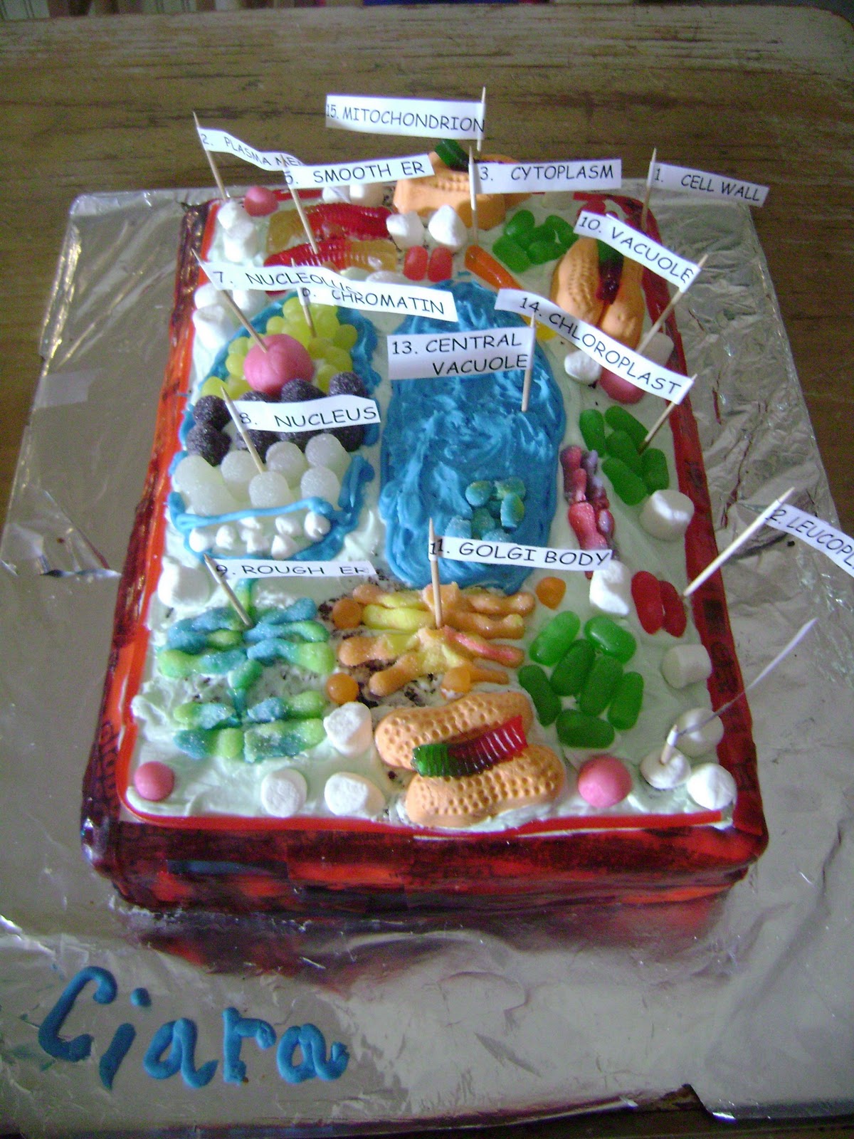 Plant Cell Model