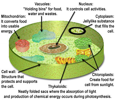 Plant Cell Parts