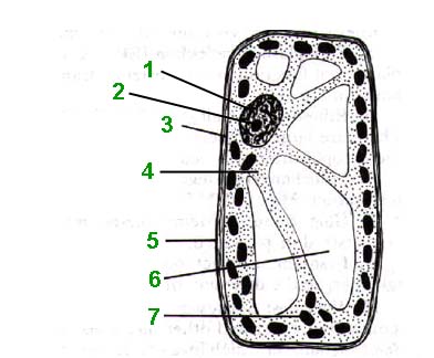 Plant Cell Parts And Functions Quiz