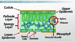 Plant Cell Parts And Functions Quiz