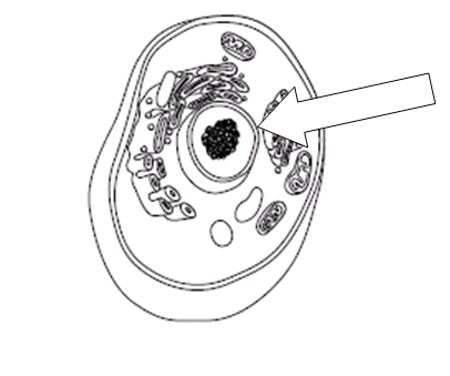 Plant Cell Parts And Functions Quiz