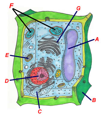 Plant Cell Parts And Functions Quiz