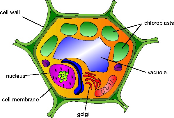 Plant Cell Structure