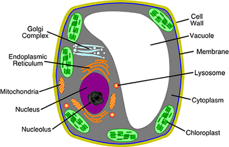 Plant Cell Structure