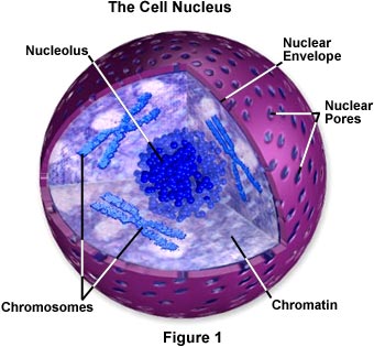 Plant Cell Structure