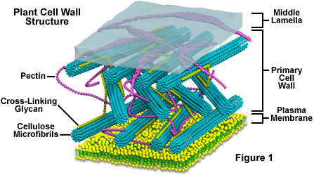 Plant Cell Structure