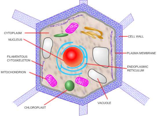 Plant Cell Structure