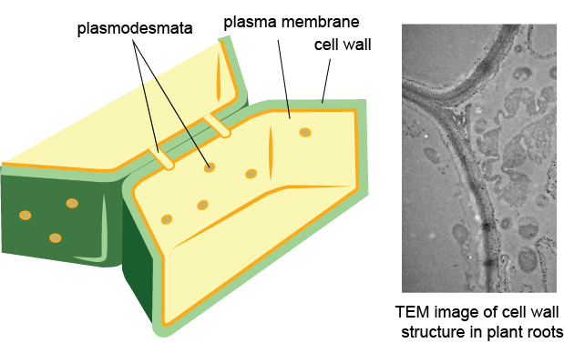 Plant Cell Wall