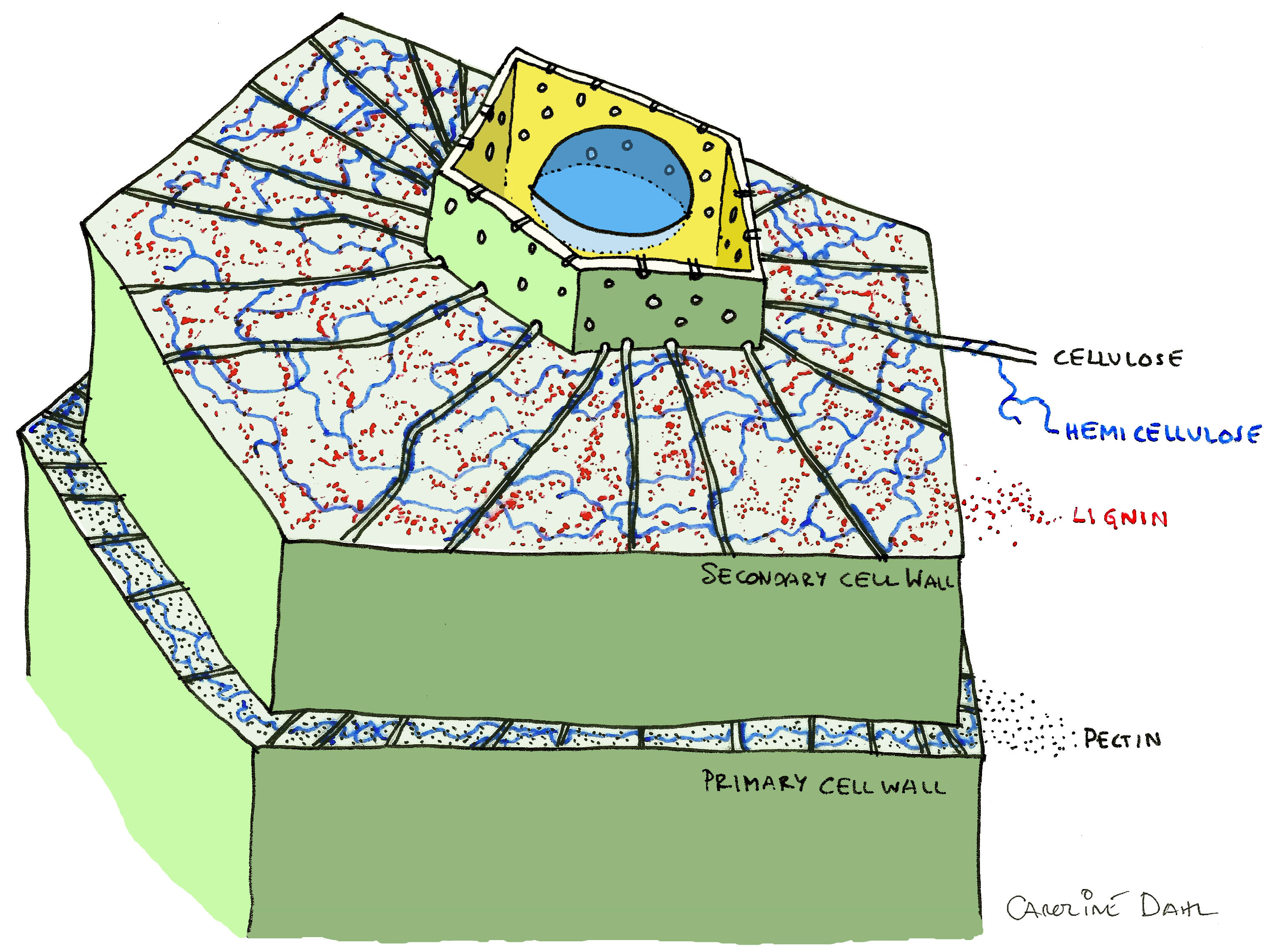 Plant Cell Wall