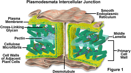 Plant Cell Wall Structure