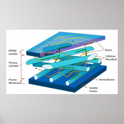 Plant Cell Wall Structure