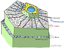 Plant Cell Wall Structure