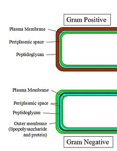 Plant Cell Wall Structure Pdf