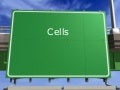 Plant Cell Wall Structure Ppt