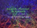 Plant Cell Wall Structure Ppt