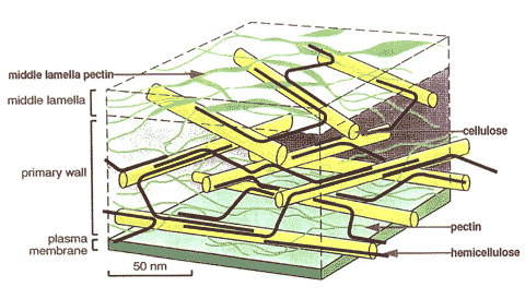 Plant Cell Wall Structure Ppt