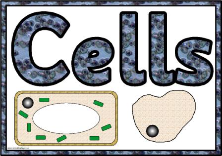 Plant Cell Wall Structure Ppt